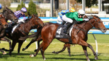 Multiple racehorses and jockeys sprint on a grassy track, colorful silks (purple, blue with stars, green and white) blurred in a close finish behind a rail.