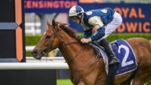 Jockey in blue and white silks rides a brown racehorse wearing the number 2 saddle cloth at a racetrack.