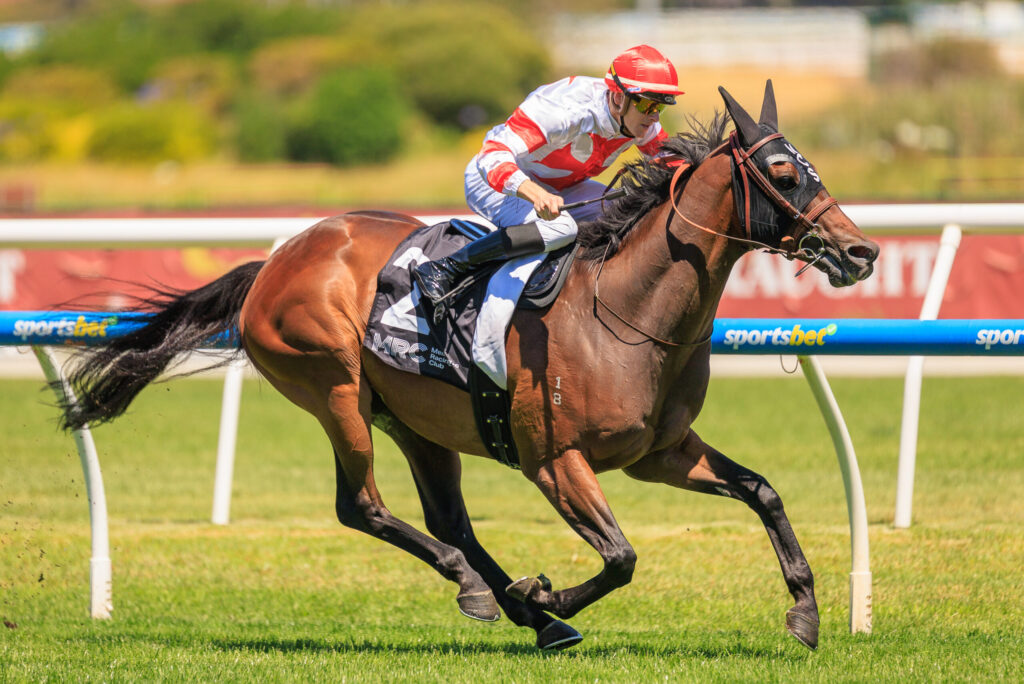 Jockey in red helmet and white-red silks rides a dark brown horse at full speed on a grassy racetrack with rails in the background