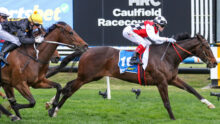 Three racehorses with jockeys sprinting side by side on a grassy track during a race.