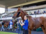 Woman in a blue polo leads a chestnut horse with a bridle at a racetrack venue.