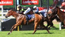 Horse race in progress on a grassy track; lead brown horse with rider wearing blue number 72 saddle cloth.
