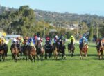 A pack of jockeys on colorful silks race horses down a sunny green turf track with yellow distance markers in the background.