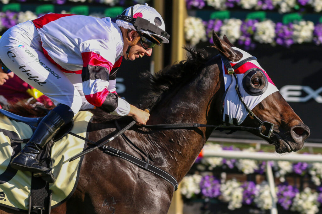 Jockey in white and red silks leans forward on a dark brown horse during a race, helmet and goggles on, flowers in the background.
