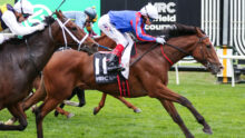 Thoroughbred racehorses and jockeys sprint on a green turf track, close-up of a chestnut horse in the lead with a rider in blue and red silks behind.