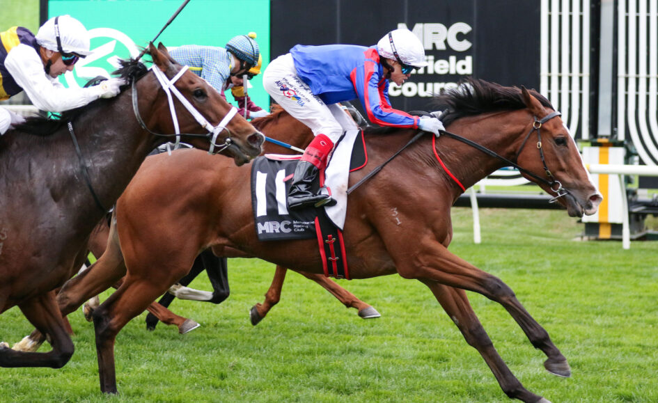 Thoroughbred racehorses and jockeys sprint on a green turf track, close-up of a chestnut horse in the lead with a rider in blue and red silks behind.