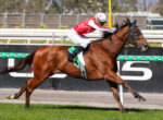 Jockey in red silks and a white helmet hunched over a fast brown racehorse during a sprint on the track.