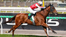 Jockey in red silks and a white helmet hunched over a fast brown racehorse during a sprint on the track.