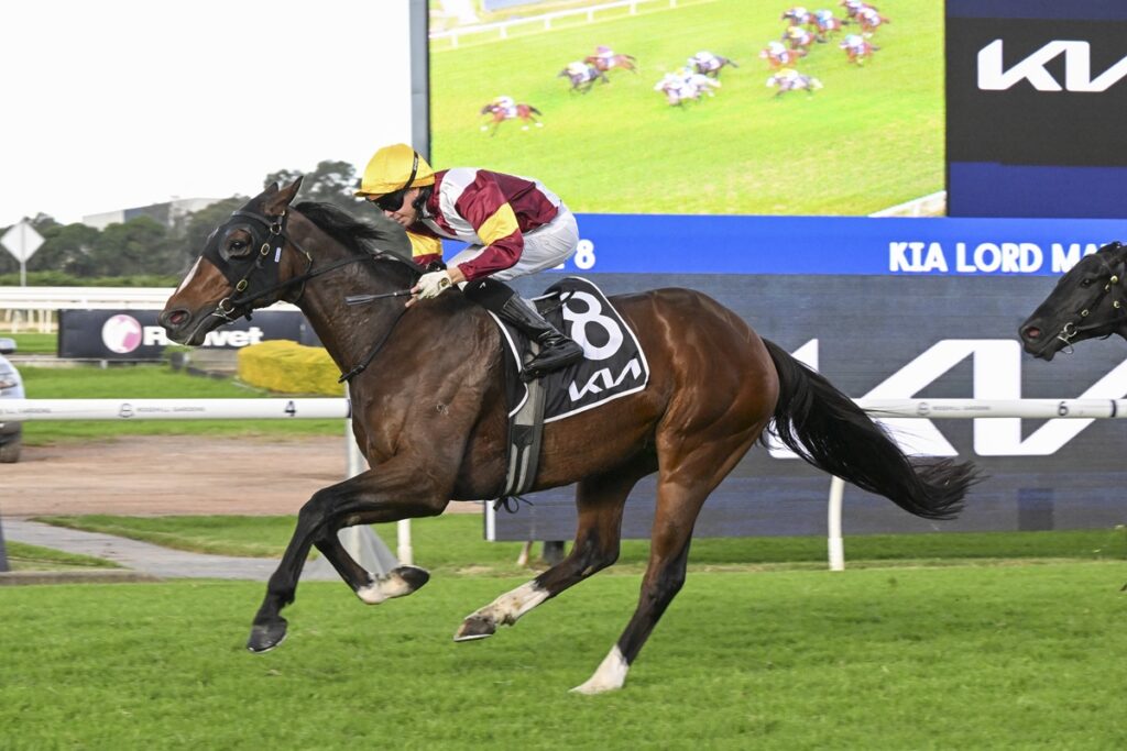 Jockey in yellow cap and maroon-white silks rides a dark bay horse with saddle cloth 8, sprinting on a turf racetrack.