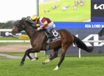 Jockey in yellow cap and maroon-white silks rides a dark bay horse with saddle cloth 8, sprinting on a turf racetrack.