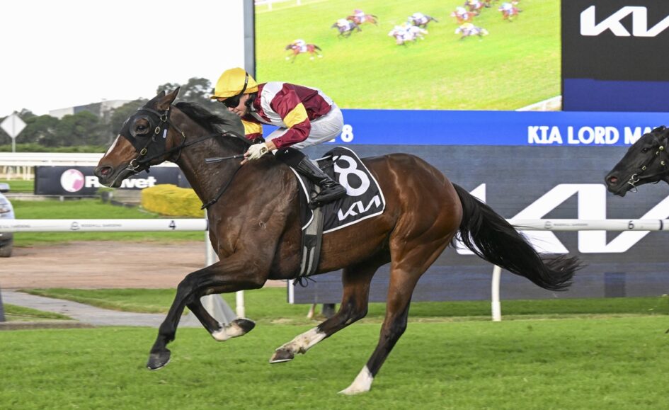 Jockey in yellow cap and maroon-white silks rides a dark bay horse with saddle cloth 8, sprinting on a turf racetrack.