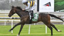 Horse and jockey in striped yellow-and-black silks riding a dark bay horse #3 during a race on a grassy track.