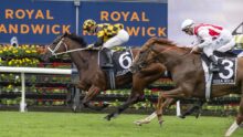 Jockey in yellow-black checkered silks rides a dark horse mid-race with another rider in white-red behind, at a Royal Randwick track.