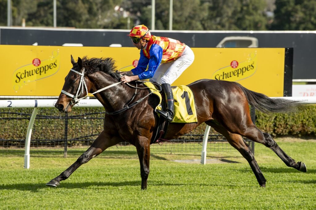 Jockey in red-yellow checkered cap and blue sleeves rides a dark bay racehorse on a grassy track, yellow numbered saddlecloth.