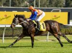 Jockey in red-yellow checkered cap and blue sleeves rides a dark bay racehorse on a grassy track, yellow numbered saddlecloth.