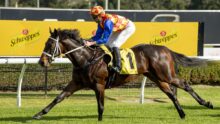 Jockey in red-yellow checkered cap and blue sleeves rides a dark bay racehorse on a grassy track, yellow numbered saddlecloth.