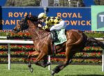 Horse race in full sprint with jockey on brown horse, wearing yellow-and-black checkered silks, at a Royal Randwick track show