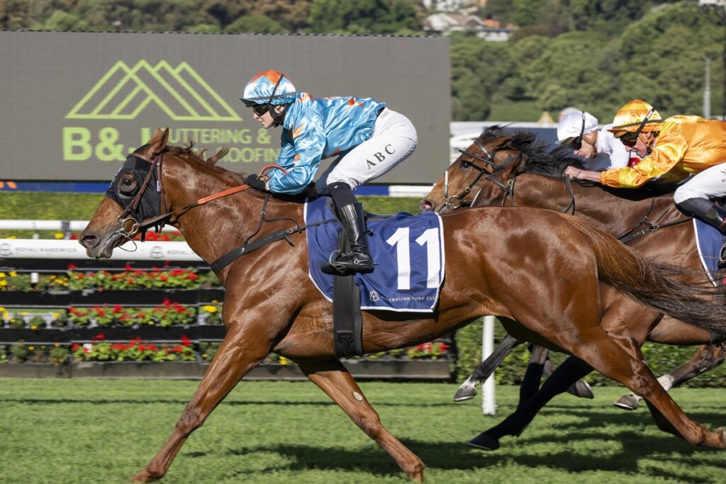 Jockey in blue silks rides a chestnut horse with blue numbered 11 saddle cloth, leading a sprint at a racecourse.