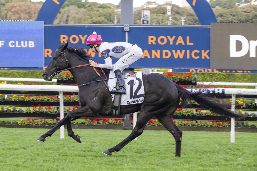 Black horse and jockey in white silks race at Royal Randwick, number 12 saddlecloth visible on the horse's side to spectators and cameras