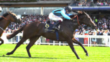 Jockey in blue and black stripes rides a dark horse during a crowded race track finish.
