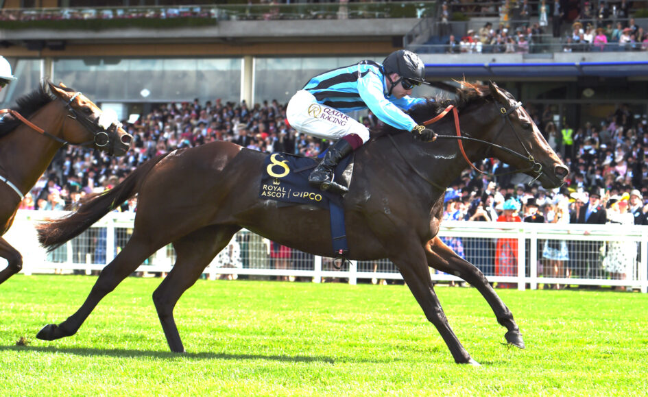 Jockey in blue and black stripes rides a dark horse during a crowded race track finish.