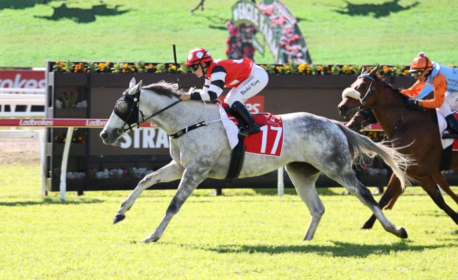 Gray horse wearing red bib 17, ridden by a jockey in red and white, sprinting on a grassy racecourse with another horse close behind.