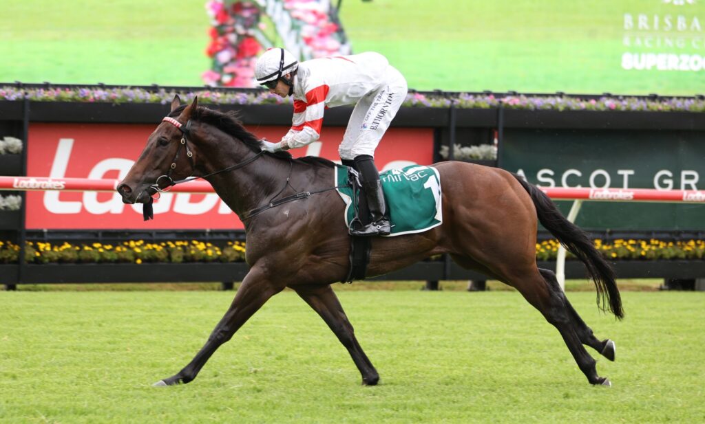 Jockey in white and red silks rides a dark horse over a turf racetrack with red rails and green infield in the background.