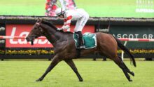 Jockey in white and red silks rides a dark horse over a turf racetrack with red rails and green infield in the background.