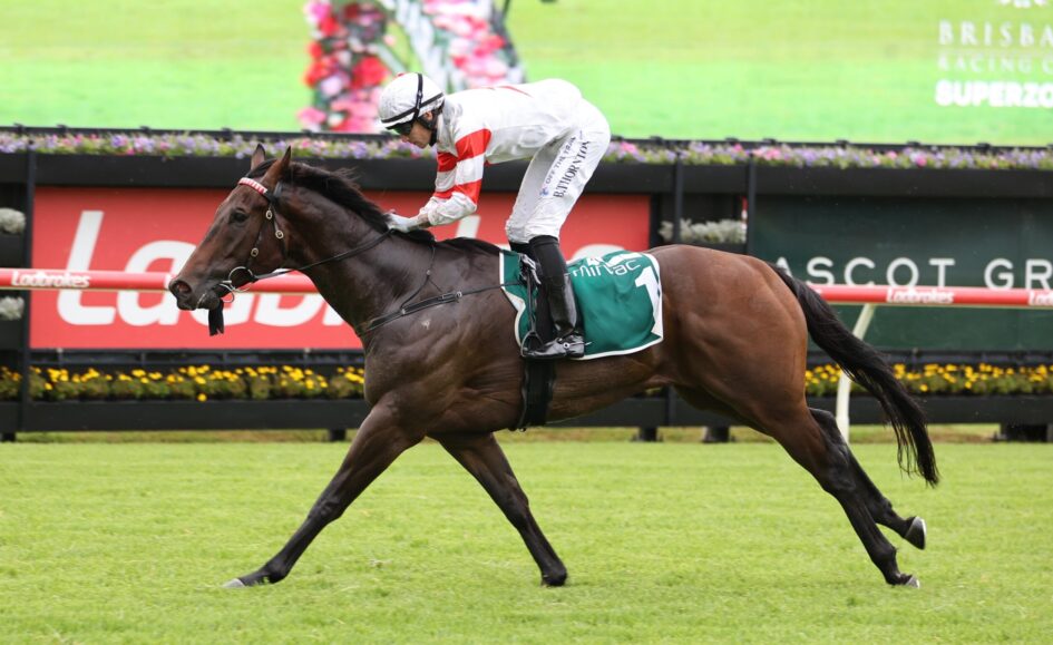 Jockey in white and red silks rides a dark horse over a turf racetrack with red rails and green infield in the background.