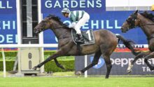 Jockey in green-and-white silks rides a brown racehorse with saddlecloth number 1 on a turf track, galloping past advertising boards.
