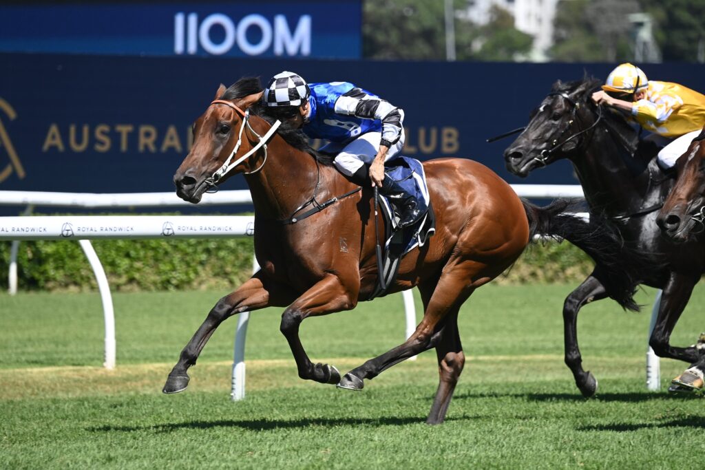 Jockey in blue-and-white silks on a brown horse leading a race on a sunlit turf track with a white railing nearby, another horse close behind in yellow.