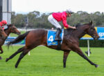 Jockey in a red shirt and white pants rides a brown racehorse with a blue number‑4 saddlecloth, leaning forward mid‑race on a grassy track.