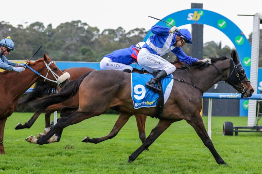 Horse race in progress with multiple galloping horses and jockeys in blue silks near a hurdles fence on a grassy track.