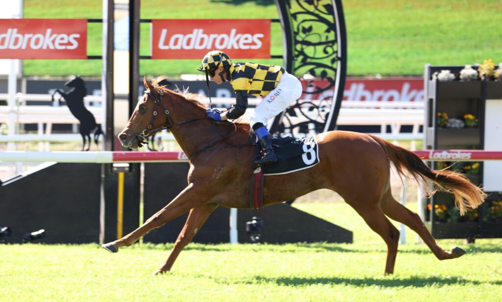 Jockey in yellow‑black checkered silks riding a galloping brown horse during a race, with Ladbrokes banners in the background.