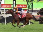 Jockey riding a bay horse at full gallop in a race, with red number 16 saddlecloth and 'SPICY MARTINI' text visible, Ladbrokes banners in the background.