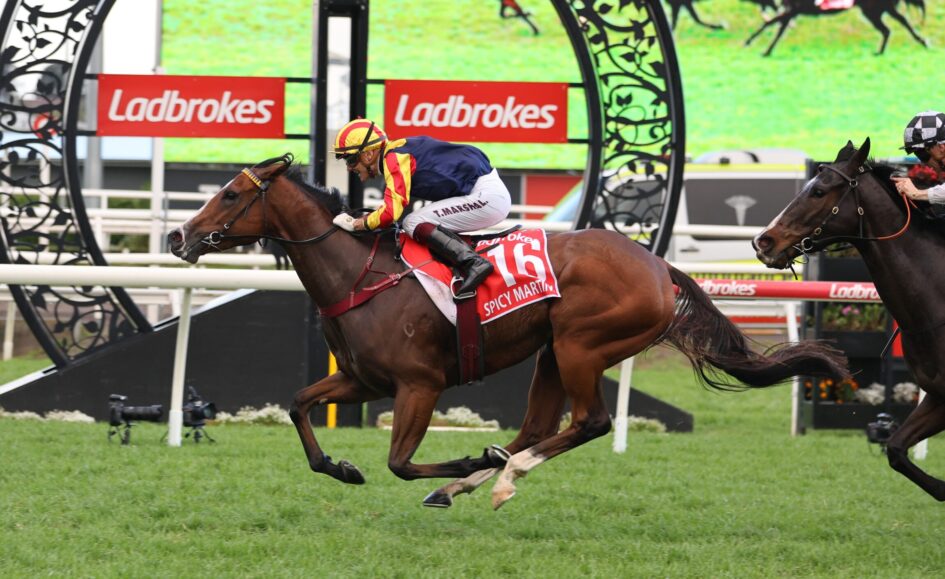 Jockey riding a bay horse at full gallop in a race, with red number 16 saddlecloth and 'SPICY MARTINI' text visible, Ladbrokes banners in the background.