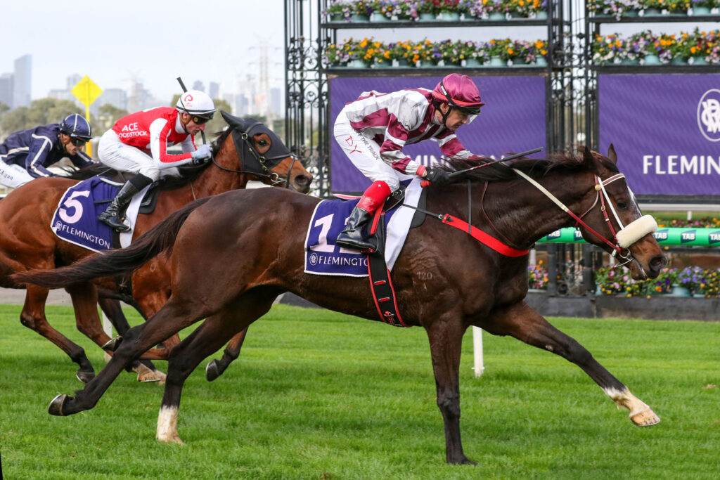 Jockey in maroon striped silks rides a dark brown horse at full gallop on a grassy racetrack, with competitors close behind.