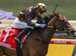 Jockey in black and orange gear on a brown horse jumping a hurdle; red saddle cloth with Ladbrokes branding.