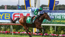 Jockey in a green helmet and blue-checkered silks rides a brown horse along a racetrack, with colorful banners and pink flowers in the foreground edge.