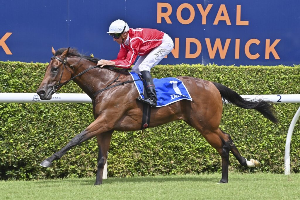 Jockey in red and white silks rides a brown racehorse with blue saddlecloth on a turf track, rail and hedge in background, Royal Randwick signage visible.