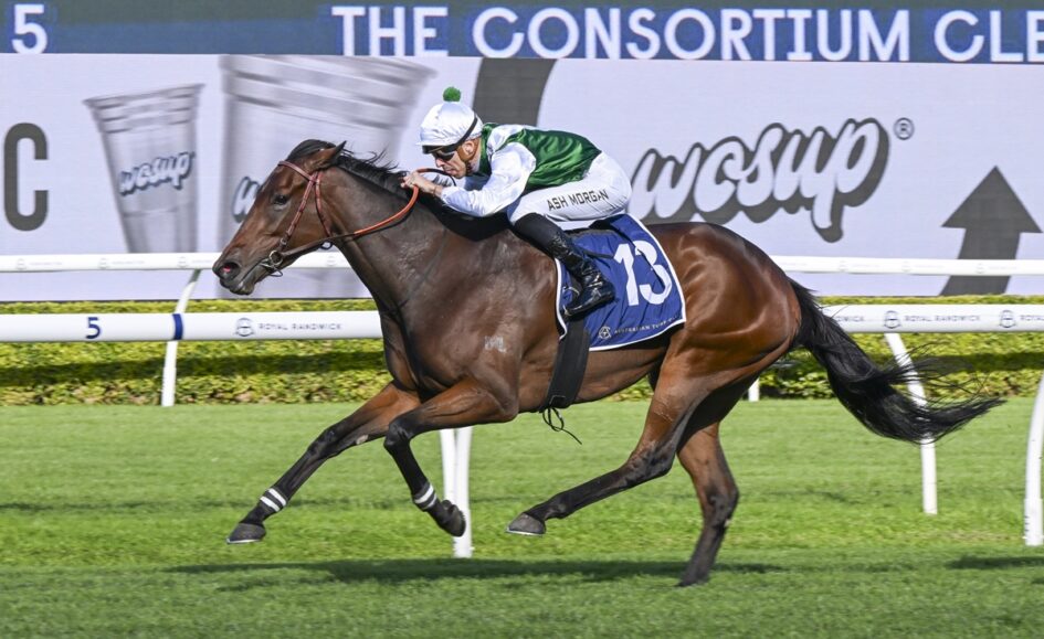 Horse racing action: a bay horse and jockey in white and green silks sprint on a grassy track, saddlecloth number 13.