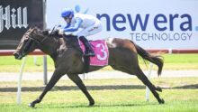 Jockey in blue and white silks rides a dark horse with a pink saddlecloth number 3 on a racetrack edge