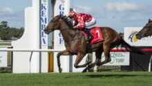 Jockey in red polka-dot silks riding a brown horse on a grassy racetrack.
