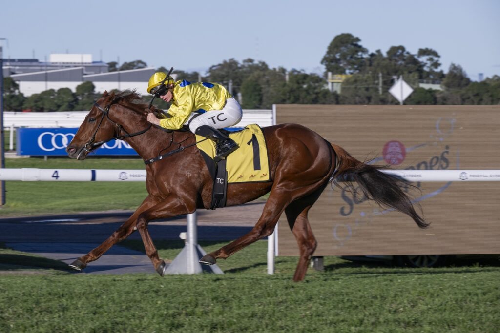 A jockey in a yellow uniform rides a brown racehorse with the number 1 saddle cloth at full gallop on a track.