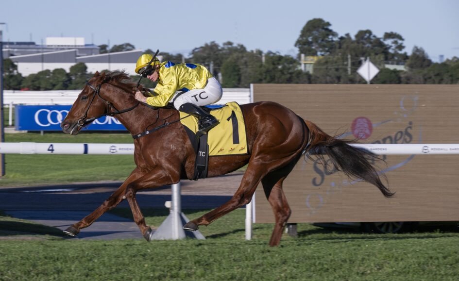 Horse and jockey in yellow silks sprint on a racecourse, horse wearing number 1 saddle cloth on a grassy track.