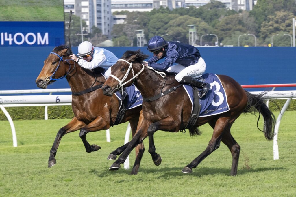 Two jockeys race side by side on brown horses during a turf race, #3 blue-checked saddlecloth visible on the lead horse.