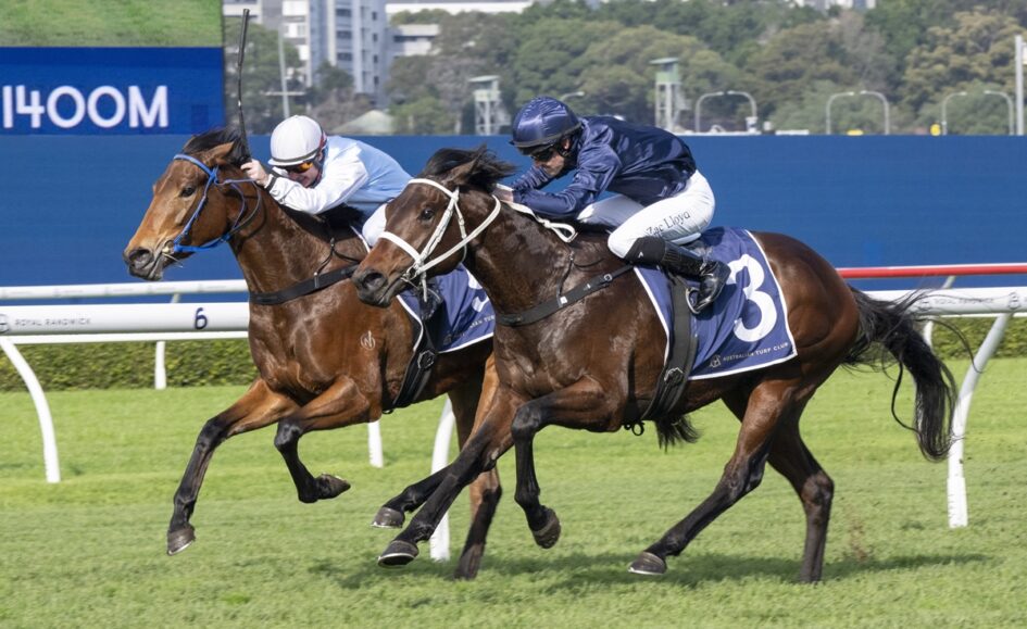 Two jockeys race side by side on brown horses during a turf race, #3 blue-checked saddlecloth visible on the lead horse.