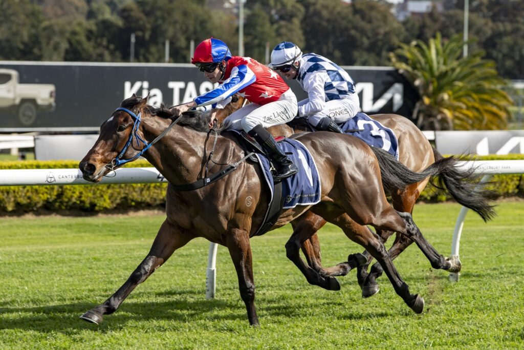 Two jockeys in colorful silks ride sprinting brown horses on a grassy race track, leaning forward in a tight horse race.
