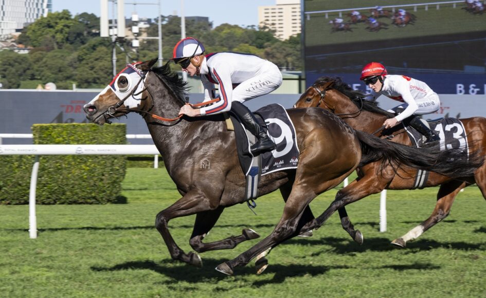 Jockeys race on galloping horses downslope on a bright track, leading horse in white silks with red-and-blue cap.
