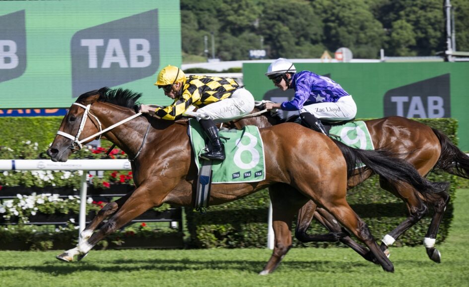 Two jockeys race their thoroughbreds neck-and-neck on a sunny turf course, with one horse wearing number 8 in green, while the other wears blue-and-white silks behind him.